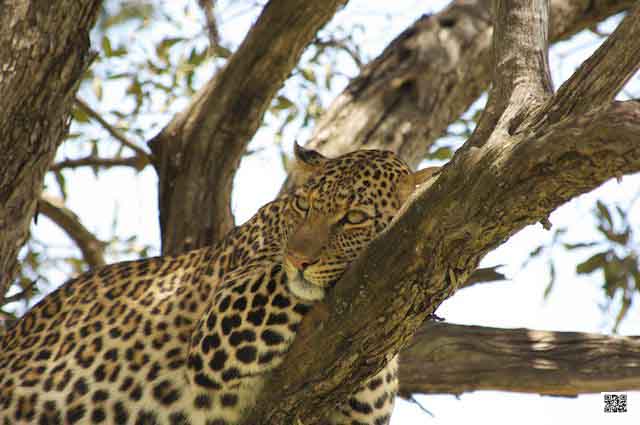 wildlife photography courses Kenya Tanzania south Africa Botswana NYtimes