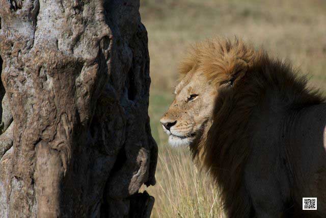 wildlife photography courses Kenya Tanzania south Africa Botswana collectors money
