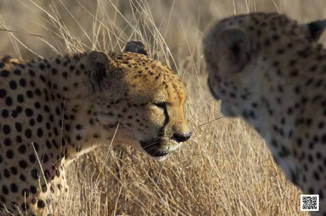 wildlife photography courses Kenya Tanzania south Africa Botswana disappointment