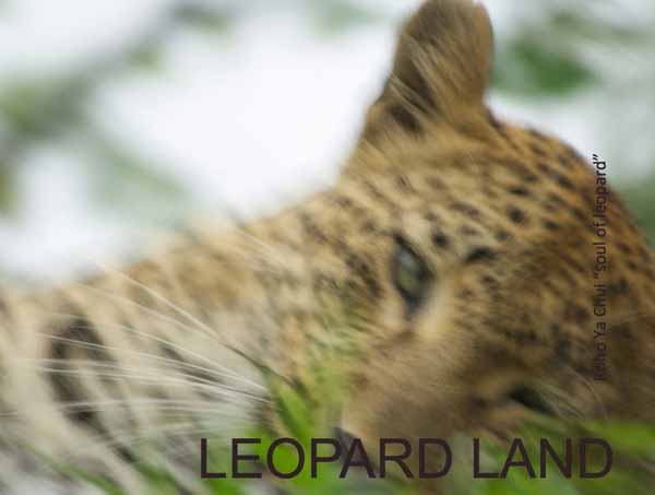 wildlife photography courses Kenya Tanzania south Africa Botswana leopardland ebook