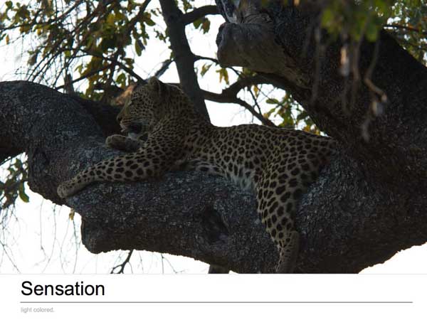 wildlife photography courses Kenya Tanzania south Africa Botswana sensation ebook