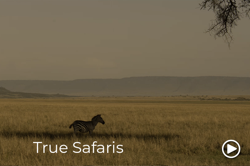 true safaris video