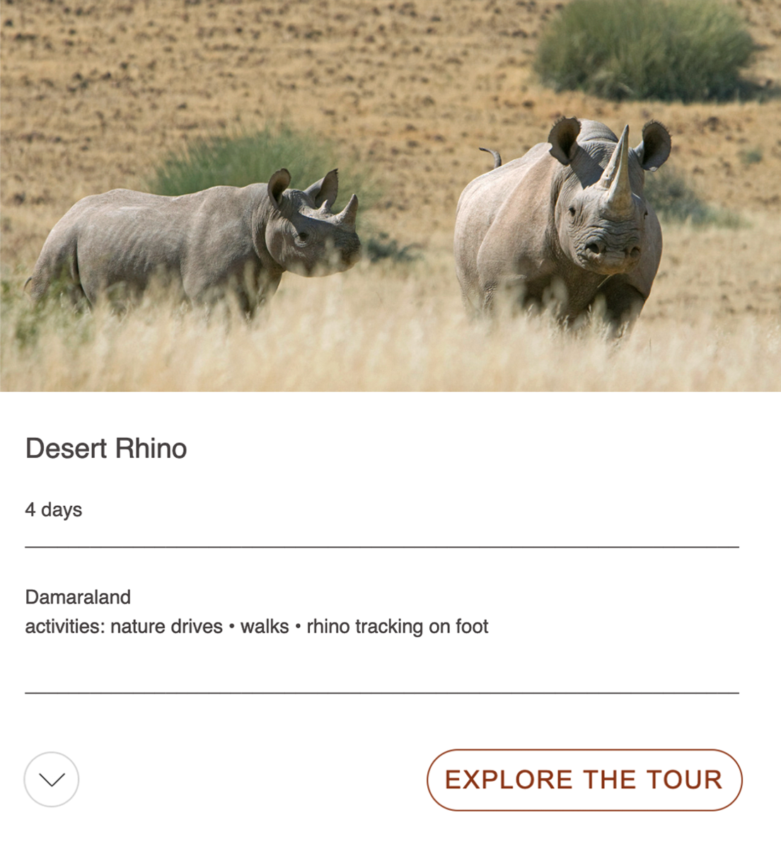 desert rhino