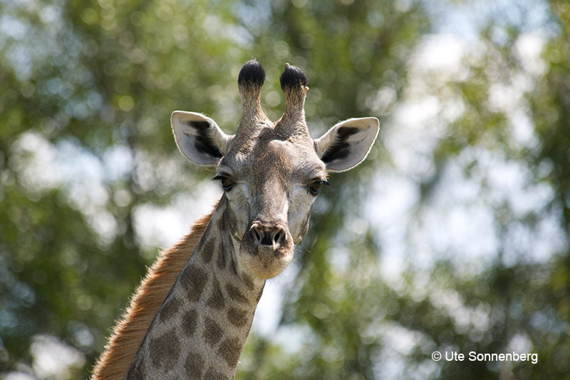 luxury-safari-holidays