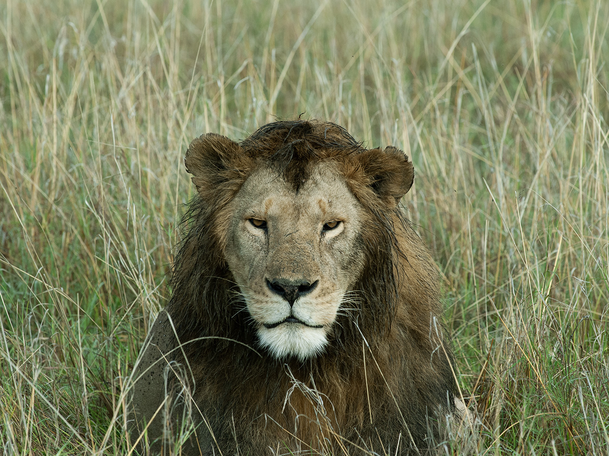 male lion