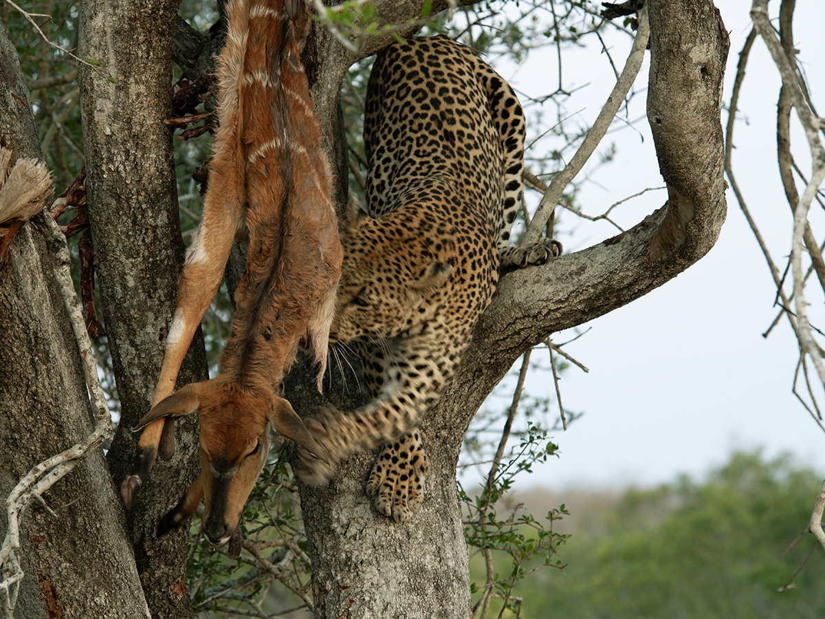 shortytree1